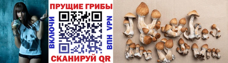 Псилоцибиновые грибы Magic Shrooms  где купить наркотик  Ярцево 